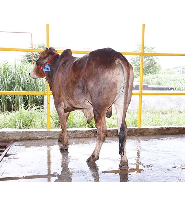 Buy শাহীওয়াল ক্রস Online