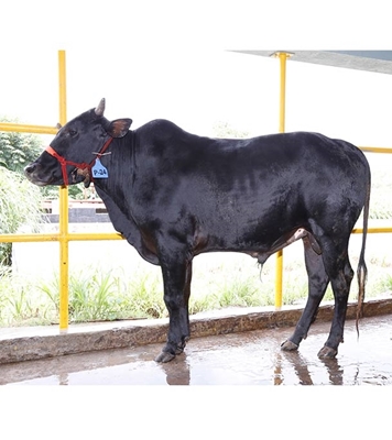 Buy দেশি ষাঁড় Online