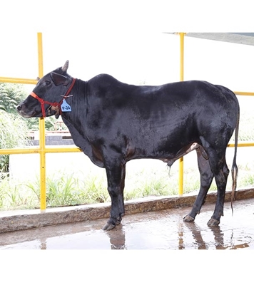 Buy দেশি ষাঁড় Online