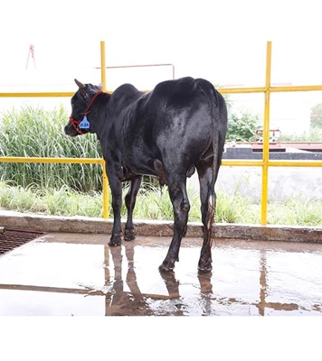 Buy দেশি ষাঁড় Online