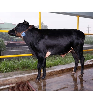 Buy ফ্রিজিয়ান ক্রস Online