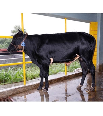 Buy ফ্রিজিয়ান ক্রস Online