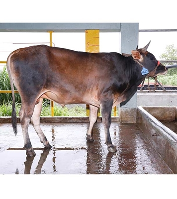 Buy ফ্রিজিয়ান ক্রস Online