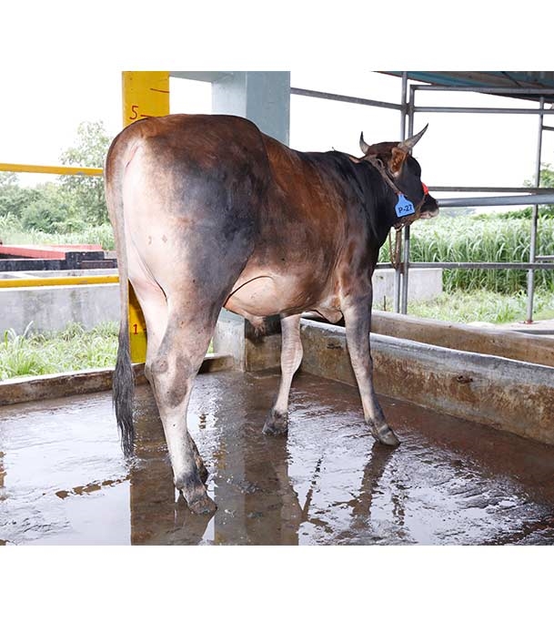 Buy ফ্রিজিয়ান ক্রস Online