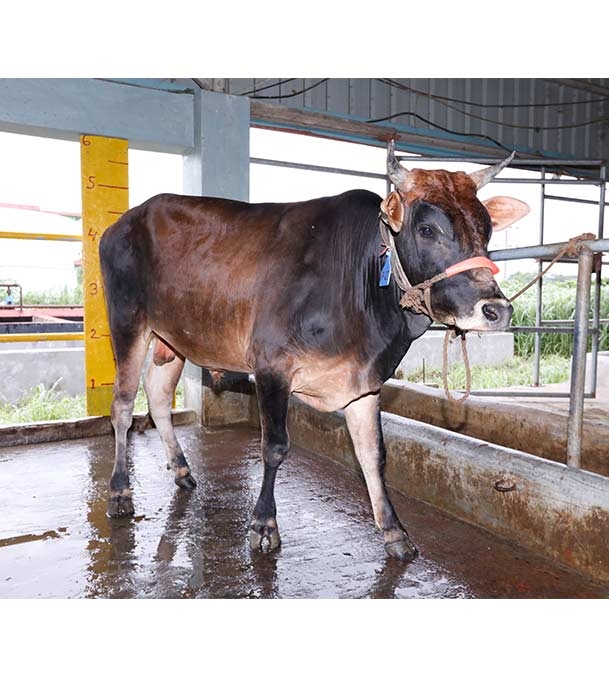 Buy ফ্রিজিয়ান ক্রস Online