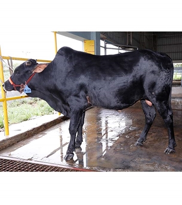 Buy দেশি ষাঁড় Online