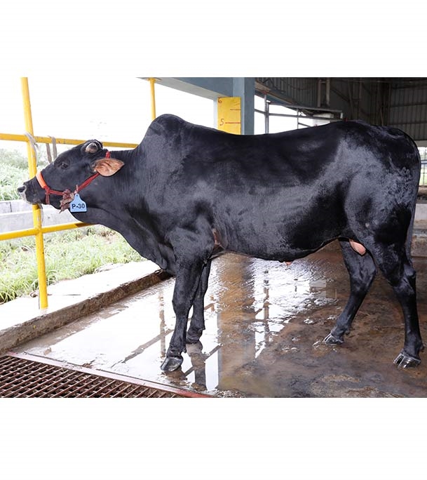 Buy দেশি ষাঁড় Online