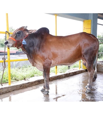 Buy দেশি ষাঁড় Online