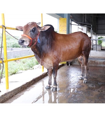 Buy দেশি ষাঁড় Online