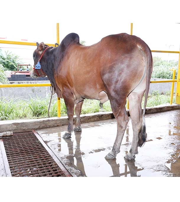 Buy দেশি ষাঁড় Online