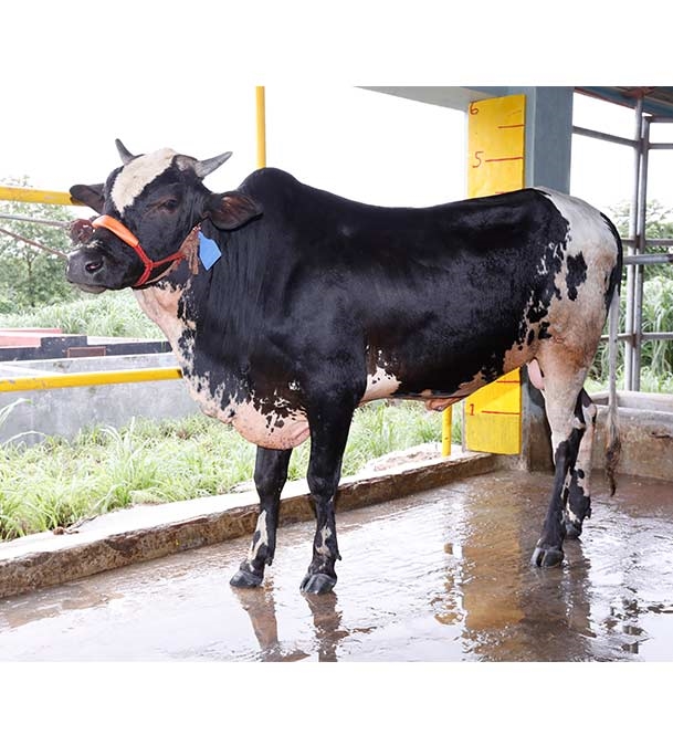 Buy ফ্রিজিয়ান ক্রস Online