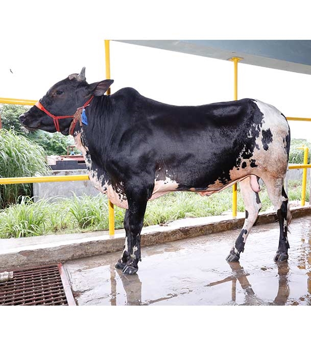 Buy ফ্রিজিয়ান ক্রস Online