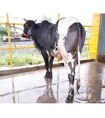 Buy ফ্রিজিয়ান ক্রস Online