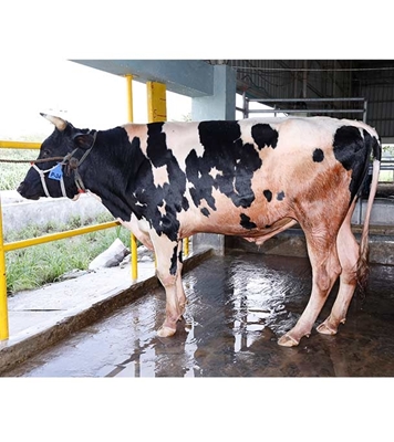 Buy দেশি ষাঁড় Online