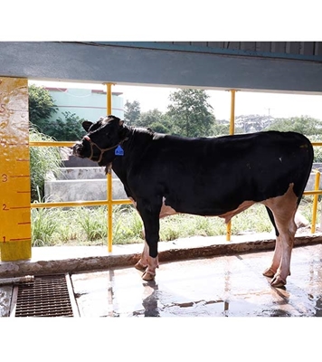 Buy ফ্রিজিয়ান ক্রস Online