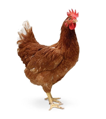 Buy DS Live Chicken Sonalika 1kg Online