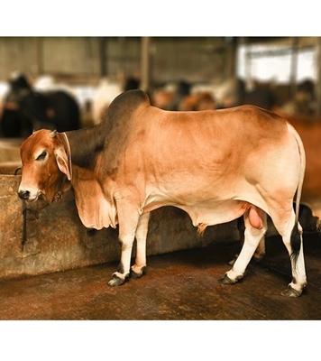 Local Bull (দেশি ষাঁড়) ৪৩০ কেজি at Best Price In Bangladesh