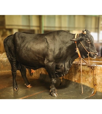 Picture of Australian Cross (অস্ট্রেলিয়ান ক্রস)