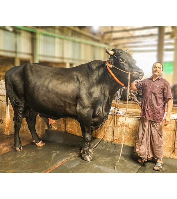 Picture of Australian Cross (অস্ট্রেলিয়ান ক্রস)