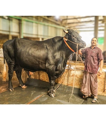 Picture of Australian Cross (অস্ট্রেলিয়ান ক্রস)