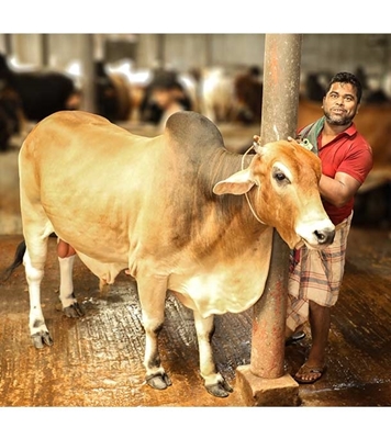 Picture of Local Bull (দেশি ষাঁড়) ৪৭০ কেজি