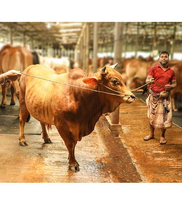Picture of Local Bull (দেশি ষাঁড়) ৪৫০ কেজি