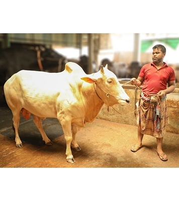 Picture of Local Bull (দেশি ষাঁড়) ৪২৫ কেজি