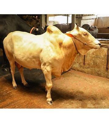 Picture of Local Bull (দেশি ষাঁড়) ৪২৫ কেজি