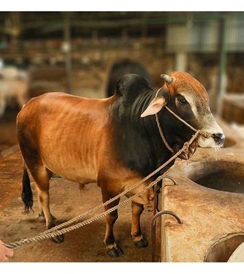 Picture of Local Bull (দেশি ষাঁড়) ৪৬০ কেজি