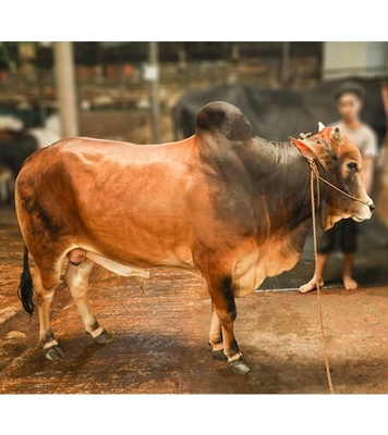 Picture of Local Bull (দেশি ষাঁড়) ৪৬০ কেজি