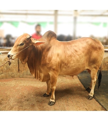 Picture of Local Bull (দেশি ষাঁড়) ৪৯০ কেজি