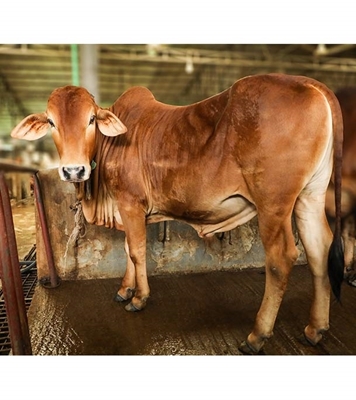 Picture of Local Bull (দেশি ষাঁড়) ২৩০+ কেজি