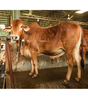 Picture of Local Bull (দেশি ষাঁড়) ২৩০+ কেজি