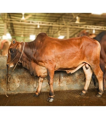 Picture of Local Bull (দেশি ষাঁড়) ২৩০+ কেজি