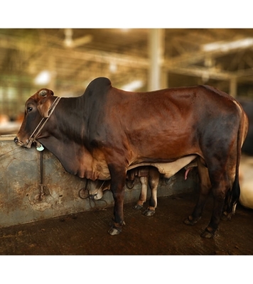 Picture of Local Bull (দেশি ষাঁড়) ২৪০+ কেজি