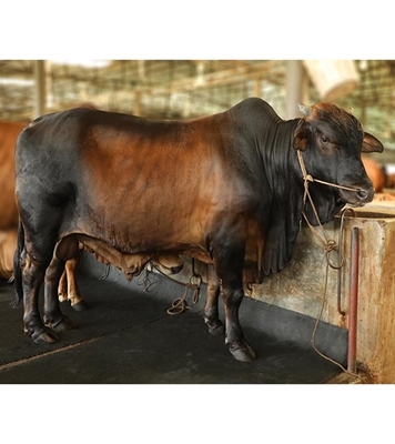 Picture of Local Bull (দেশি ষাঁড়) ৪৯০ কেজি