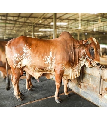 Picture of Local Bull (দেশি ষাঁড়) ৫১০ কেজি