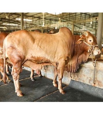 Picture of Local Bull (দেশি ষাঁড়) ৪৮০ কেজি