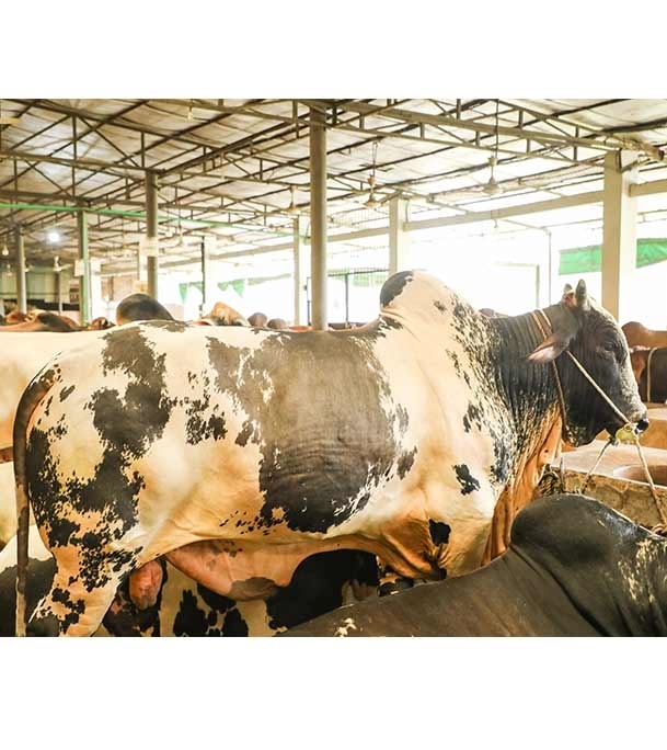 Picture of Local Bull (দেশি ষাঁড়) ৫৭০ কেজি