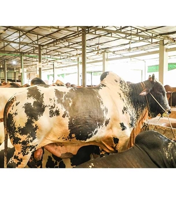 Picture of Local Bull (দেশি ষাঁড়) ৫৭০ কেজি