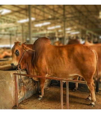 Picture of Local Bull (দেশি ষাঁড়) ৫৮০ কেজি