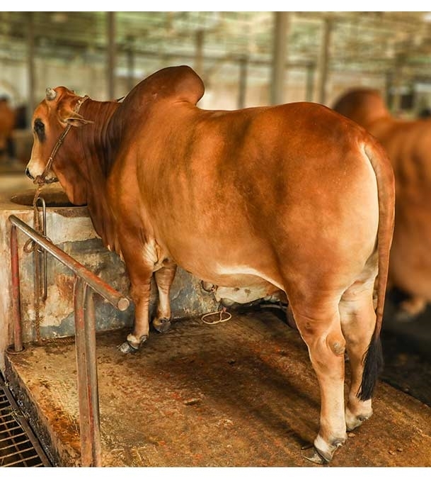 Picture of Local Bull (দেশি ষাঁড়) ৫৮০ কেজি