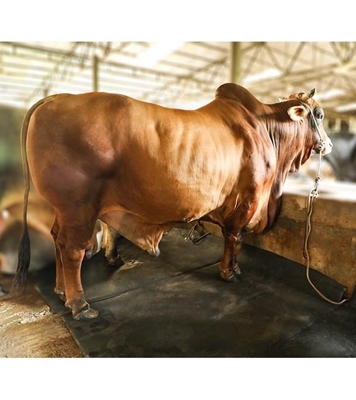 Picture of Pakistani Shahiwal (পাকিস্তানি সাহিওয়াল)