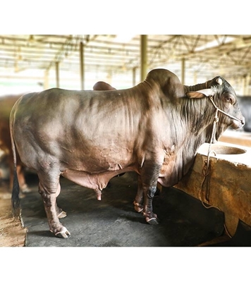 Picture of Pakistani Shahiwal (পাকিস্তানি সাহিওয়াল)