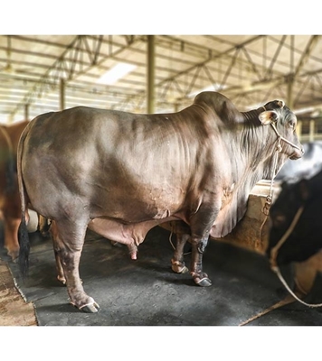 Picture of Pakistani Shahiwal (পাকিস্তানি সাহিওয়াল)