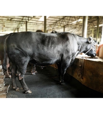 Picture of American Angus