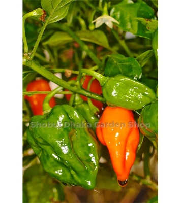 Naga Viper Chili 30pcs Re Pack 