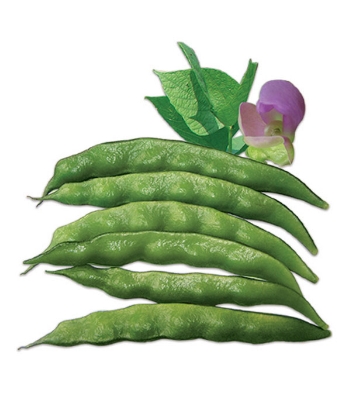 Knoldog Shim Seeds 0.1gm Intact Pack 