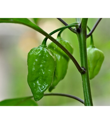 Naga Chili 0.1gm Intact Pack