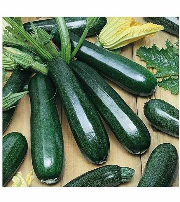 HYV. Squash Seeds 0.1gm Intact Pack